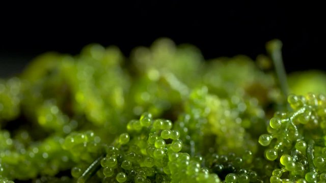 Sea grapes ( green caviar ) seaweed,