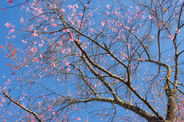 Wild Himalayan Cherry tree with blue sky