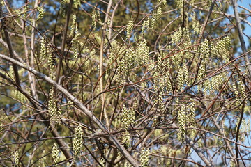 ハチジョウキブシ