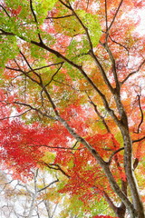 カエデの紅葉
