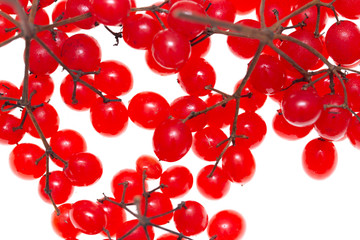 viburnum berries on a white background