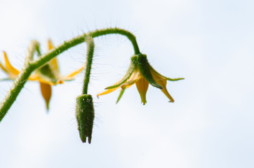 Obraz premium Tomato flower blooms, blossom of tomato