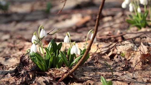 White blooming snowdrop folded or Galanthus plicatus with water drops  in the forest background. Wind, light breeze, sunny spring day, dolly shot, close up, shallow depts of the field, 59,94 fps