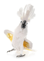 White cockatoo in studio © cynoclub