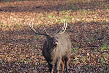 Hirsch