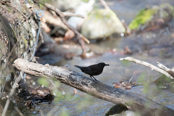Brown dipper, Karuizawa