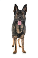 gray german shepherd