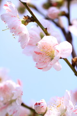 Obraz premium 花のイメージ