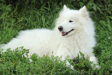 Obraz premium dog