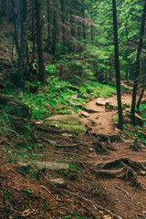 North scandinavian forest