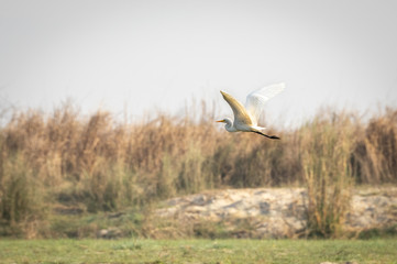 Intermediate Egret or the Ardea intermedia
