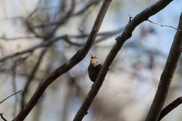 Winter wren, Karuizawa