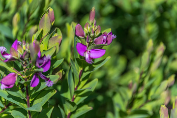 Obraz premium Bright Purple Wildflowers in Spring