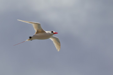 Red-tailed Tropicbird (Phaethon rubricauda) in flight over Kilauea Point, the northernmost point of Kauai, Hawaii, USA.