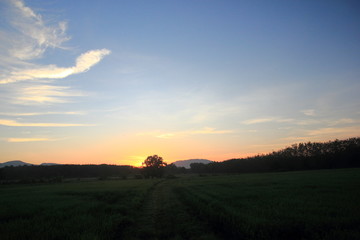 Fototapeta na wymiar Green fields and morning atmosphere on the sunset.