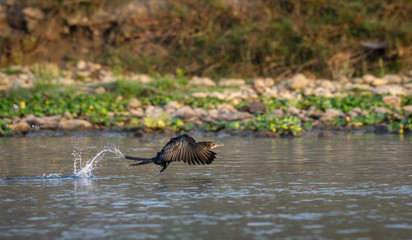 Little Cormorant or Microcarbo niger Flying over River
