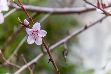 Fruit Tree Blossoms on a Bright Spring Day