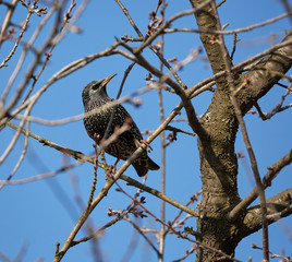 Starling on a branch