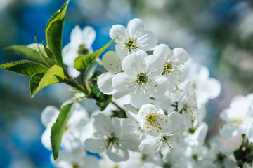 Cherry flowers frame