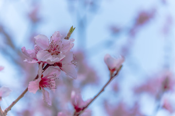 Fruit Tree Blossoms on a Bright Spring Day