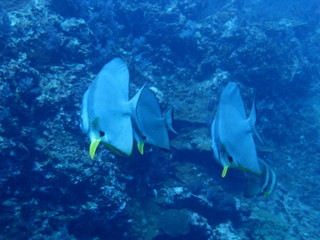 Fototapeta premium インド洋を泳ぐツバメウオ