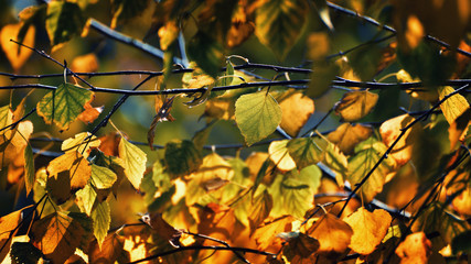 Autumn leafs in warm sunlight