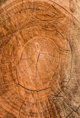 Naklejka premium background of cutting stump