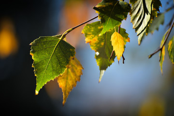 Birch leafs in autumn