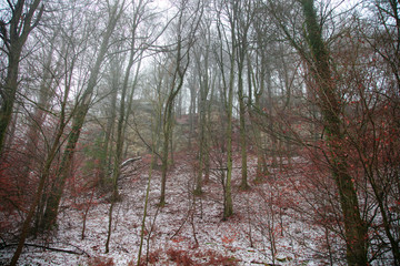 hill covered with snow and red leaves