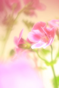 花のイメージ © yspbqh14