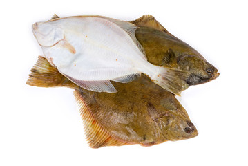 Raw flounders on a white background