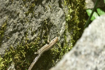 jaszczurka zwinka na kamieniu pokrytym mchem