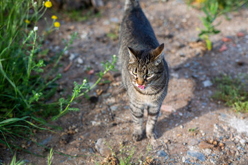 little kity enjoys the springtime in the garden © lymdigital