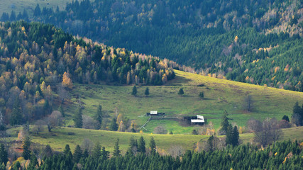 Aerial view of forest in late Autumn