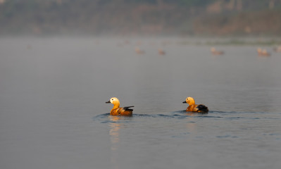 Ruddy Shelduck or Tadorna ferruginea Swimming on River