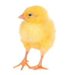 Cute little chicken isolated on white background