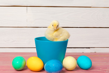 chick with easter eggs on wooden table