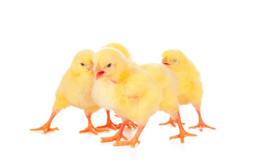 Group of chickens isolated on a white background