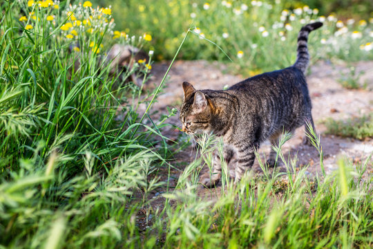 little kity enjoys the springtime in the garden