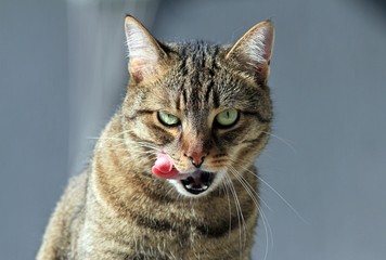 Portrait of a cat close-up