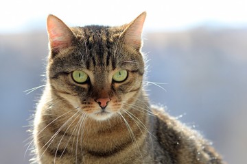 Portrait of a cat close-up