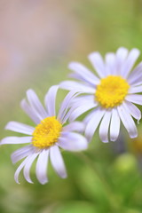 Fototapeta premium 花のイメージ