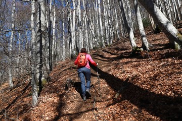 Naklejka premium hêtraie de la chaîne des puys, 63