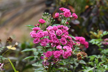 Rose seen as bunches in the gardens of Kerala  