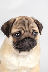 Pug dog isolated on a white background