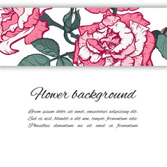 Floral background. Hand drawn vector botanical illustration. Template greeting card, wedding invitation banner with beauty roses. Engraved style illustration.