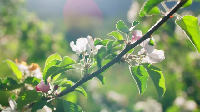 Beautiful branch of apple tree at bloom in Hardanger, Norway. Pretty white flowers blossoming, sun shines through leaves.
