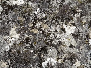 Texture of old natural mossy stone. Beautiful stone surface, dirty rock covered with lichen and moss for natural background