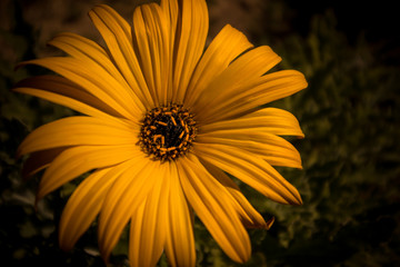 Obraz premium the yellow flower