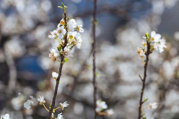 White spring flowers on a tree branch